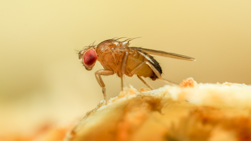 Fruit Flies from China’s Space Lab Return with Cosmic Secrets 🚀🪰 Fruit Flies from China’s Space Lab Return with Cosmic Secrets 🚀🪰