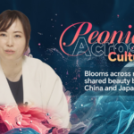 SP3FPUZQFOU66ZDW6XIW - 🌍NewspaperAmigo – Your Global News Buddy 🗞️ Peonies Bloom as Symbols of China-Japan Cultural Ties 🌸🤝 video poster