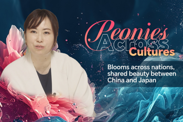 Peonies Bloom as Symbols of China-Japan Cultural Ties 🌸🤝 Peonies Bloom as Symbols of China-Japan Cultural Ties 🌸🤝 video poster