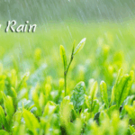 TD086J7431E4JWL0A1CV - 🌍NewspaperAmigo – Your Global News Buddy 🗞️ Grain Rain: Spring’s Finale & Nature’s Green Party 🌧️🌸
