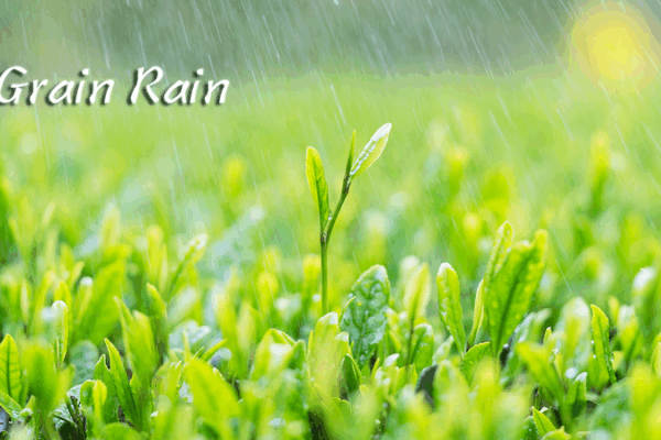 Grain Rain: Spring’s Finale & Nature’s Green Party 🌧️🌸