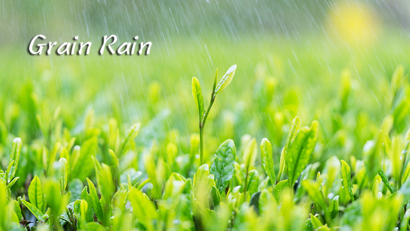Grain Rain: Spring’s Finale & Nature’s Green Party 🌧️🌸
