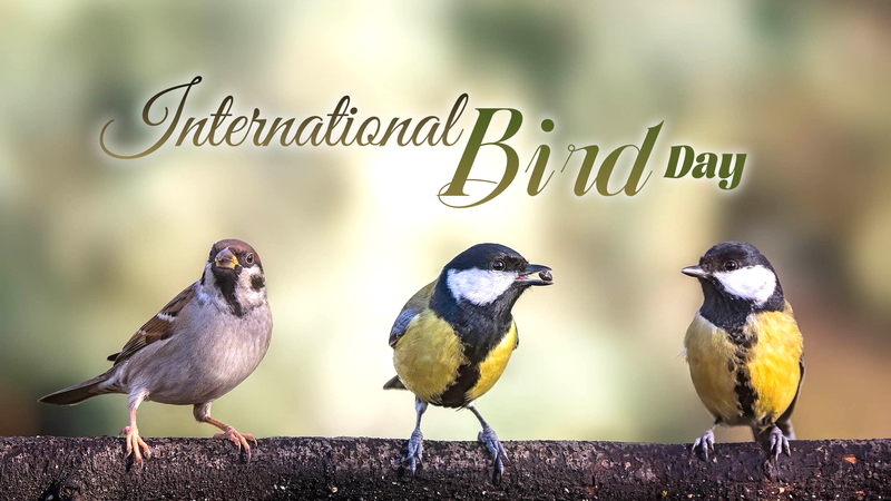 🌍✨ International Bird Day: Wings of Ecological Balance