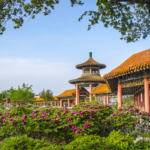 VLD3IXPHXMVAQBTRD5ZA - 🌍NewspaperAmigo – Your Global News Buddy 🗞️ Peony Bloom in Heze: Where Culture Meets Nature 🌸🇨🇳 video poster