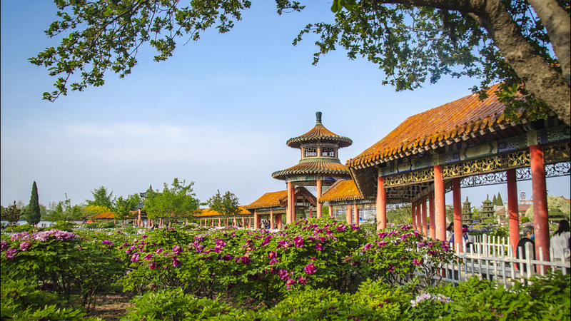 VLD3IXPHXMVAQBTRD5ZA - 🌍NewspaperAmigo – Your Global News Buddy 🗞️ Peony Bloom in Heze: Where Culture Meets Nature 🌸🇨🇳 video poster