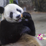 VOI4HMVCXULG5GB4EGVF - 🌍NewspaperAmigo – Your Global News Buddy 🗞️ Panda Bros Gong Gong & Shun Shun Rule Hainan’s Wildlife Park 🐼🌴 video poster