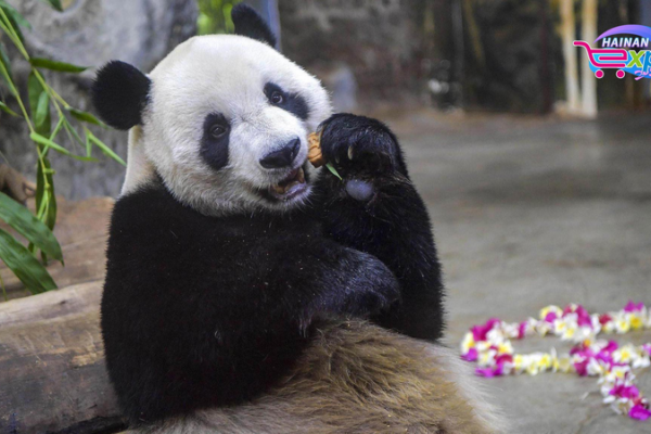 Panda Bros Gong Gong & Shun Shun Rule Hainan’s Wildlife Park 🐼🌴 video poster