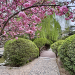 VTGO0Y3EEVHM3R84LCPK - 🌍NewspaperAmigo – Your Global News Buddy 🗞️ 🌿🎌 Beijing's Secret Garden Oasis Blends Chinese & Japanese Artistry video poster
