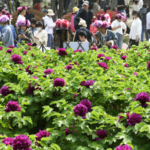 W113B7B4CADBCQ1FRU1M - 🌍NewspaperAmigo – Your Global News Buddy 🗞️ Heze’s Peony Power Blossoms: From Fields to Global Fame 🌺