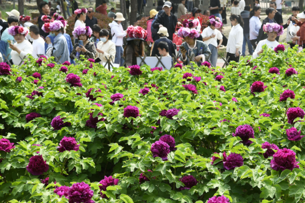 Heze’s Peony Power Blossoms: From Fields to Global Fame 🌺