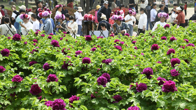 Heze’s Peony Power Blossoms: From Fields to Global Fame 🌺
