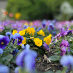WDETYMUHTSB28MFKWNN3 - 🌍NewspaperAmigo – Your Global News Buddy 🗞️ Yuyuantan Park Blooms with Spring Magic 🌸✨