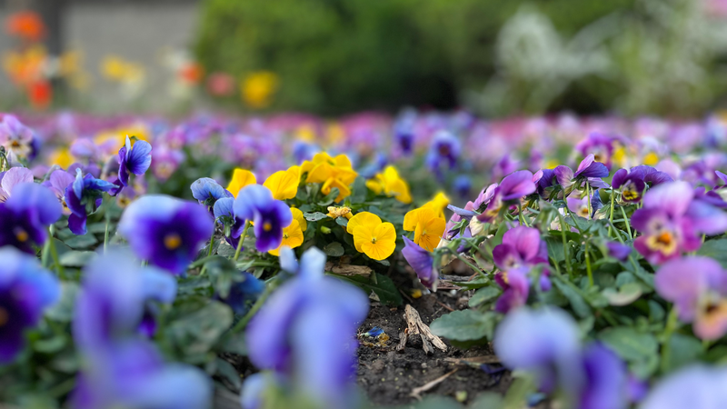 Yuyuantan Park Blooms with Spring Magic 🌸✨