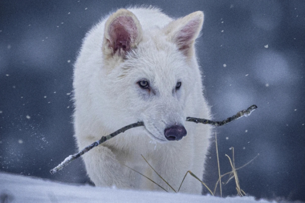 Scientists Genetically Engineer Wolves to Mimic Extinct Dire Wolves 🐺🔬 Scientists Genetically Engineer Wolves to Mimic Extinct Dire Wolves 🐺🔬