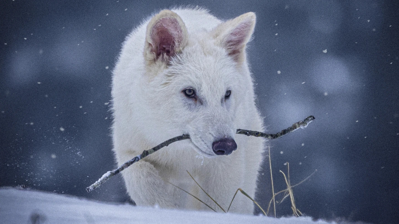 Scientists Genetically Engineer Wolves to Mimic Extinct Dire Wolves 🐺🔬