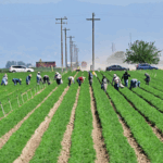 WVP29JNO1F810P9V7ARC - 🌍NewspaperAmigo – Your Global News Buddy 🗞️ 🥜💔 California Farmers Brace for Impact as Trump Tariffs Shake Global Markets
