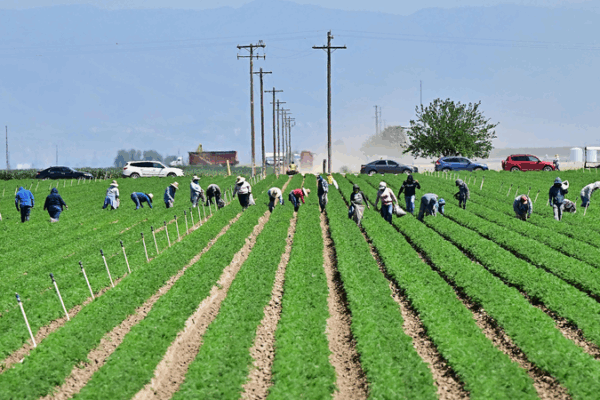 🥜💔 California Farmers Brace for Impact as Trump Tariffs Shake Global Markets