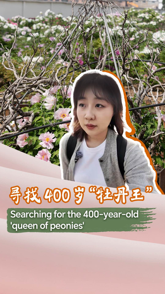 X13NPDKNQ55MRUHJHHCC - 🌍NewspaperAmigo – Your Global News Buddy 🗞️ 🌺 400-Year-Old 'Peony Queen' Blooms in China's Heze City 🌸 video poster