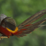 Green Harmony: Rare Wildlife Thrives in China’s Eco-Revolution 🌿🐼