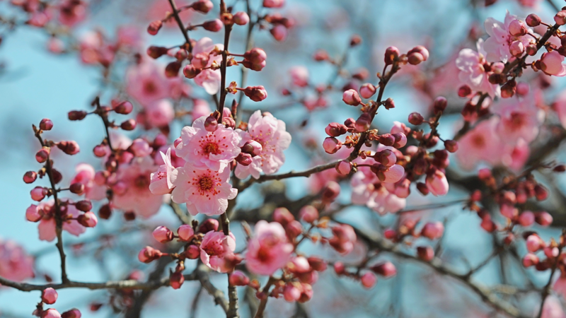 Spring Blooms & Eco-Oasis: Qingdao’s Hidden Gem Draws Crowds 🌸🌿 Spring Blooms & Eco-Oasis: Qingdao’s Hidden Gem Draws Crowds 🌸🌿