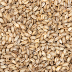 YHNG4QPRI1OKR3X1FIEK - 🌍NewspaperAmigo – Your Global News Buddy 🗞️ China Grows First ‘Space Barley’ 🌾🛰️