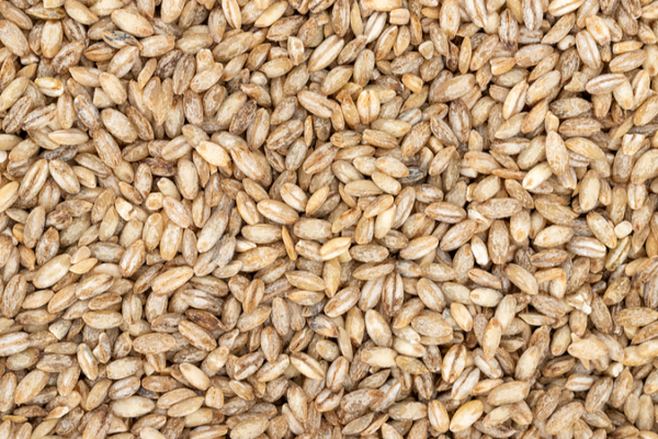 China Grows First ‘Space Barley’ 🌾🛰️ China Grows First ‘Space Barley’ 🌾🛰️