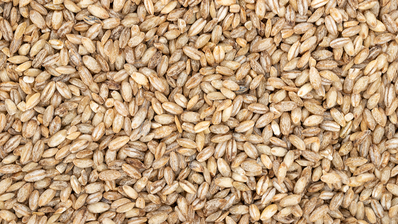 China Grows First ‘Space Barley’ 🌾🛰️