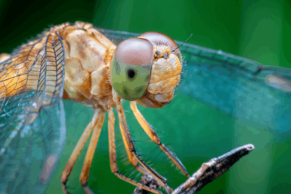 Animal Brains Inspire Next-Gen Tech & Conservation Breakthroughs 🧠🌱 Animal Brains Inspire Next-Gen Tech & Conservation Breakthroughs 🧠🌱