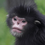 19OBBF0MXJN9W7IMB2R0 - 🌍NewspaperAmigo – Your Global News Buddy 🗞️ Yunnan’s Wildlife Boom: 71 Species Caught on Camera 🌿📸 video poster