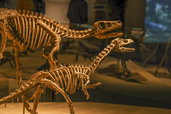 🦕 Shanghai Dino Expo Unlocks Earth’s Ancient Secrets! 🌍 🦕 Shanghai Dino Expo Unlocks Earth's Ancient Secrets! 🌍