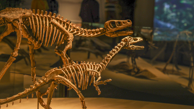 🦕 Shanghai Dino Expo Unlocks Earth's Ancient Secrets! 🌍
