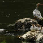 1ZAFFU27U6J9TNQ4FFM9 - 🌍NewspaperAmigo – Your Global News Buddy 🗞️ Rare Merganser Chicks Hatch in China’s Northeast 🌱🐣 video poster