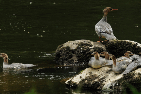 Rare Merganser Chicks Hatch in China’s Northeast 🌱🐣 Rare Merganser Chicks Hatch in China’s Northeast 🌱🐣 video poster