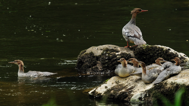 1ZAFFU27U6J9TNQ4FFM9 - 🌍NewspaperAmigo – Your Global News Buddy 🗞️ Rare Merganser Chicks Hatch in China’s Northeast 🌱🐣 video poster