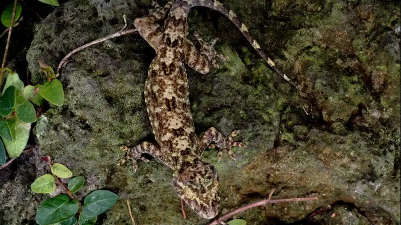 Hainan’s Rainforest Reveals New Gecko Species! 🦎🌿 Hainan's Rainforest Reveals New Gecko Species! 🦎🌿