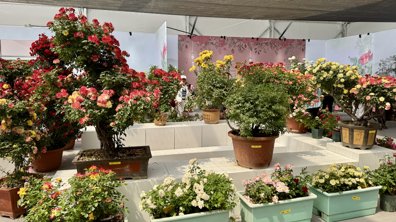 Roses in Bloom: How a Beijing Festival Bridges Global Cultures 🌹🌍 Roses in Bloom: How a Beijing Festival Bridges Global Cultures 🌹🌍 video poster