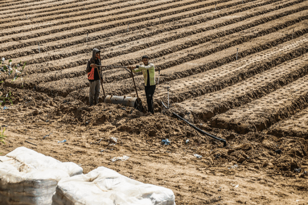 Gaza’s Farmland Crisis: UN Warns of Famine Risk 🌾💔 Gaza’s Farmland Crisis: UN Warns of Famine Risk 🌾💔