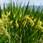 3T69OJ65SDBD88XKH8CP - 🌍NewspaperAmigo – Your Global News Buddy 🗞️ Microbes to the Rescue: How Tiny Helpers Are Supercharging Crops 🌱✨