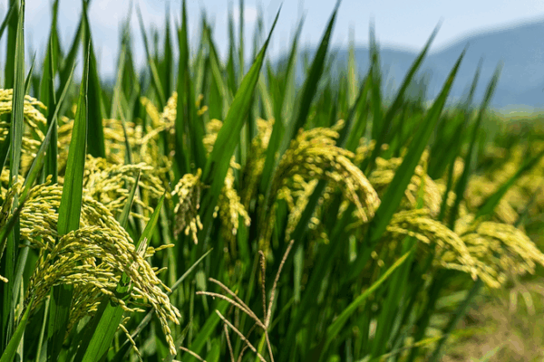 3T69OJ65SDBD88XKH8CP - 🌍NewspaperAmigo – Your Global News Buddy 🗞️ Microbes to the Rescue: How Tiny Helpers Are Supercharging Crops 🌱✨
