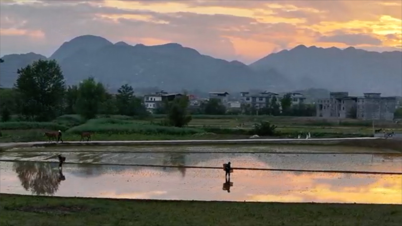 Dusk Rice Planting in Chongqing Highlights Rural Traditions 🌾🌅 Dusk Rice Planting in Chongqing Highlights Rural Traditions 🌾🌅 video poster