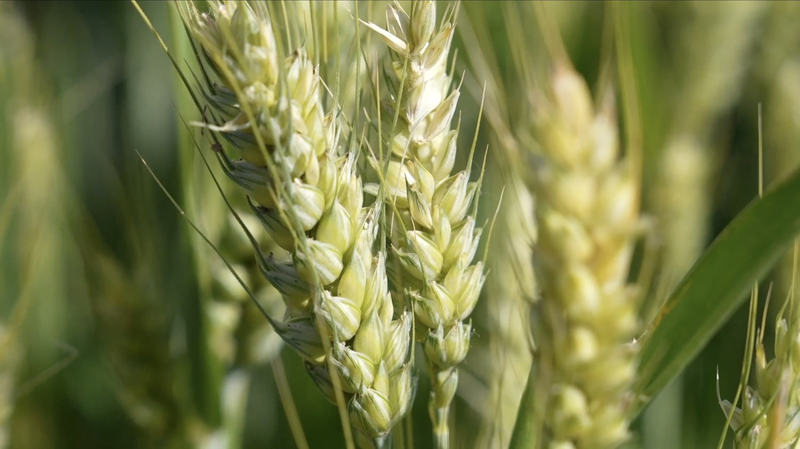 Henan Farmers Race Against Drought for Summer Wheat Harvest ๐พ๐ Henan Farmers Race Against Drought for Summer Wheat Harvest ๐พ๐ video poster
