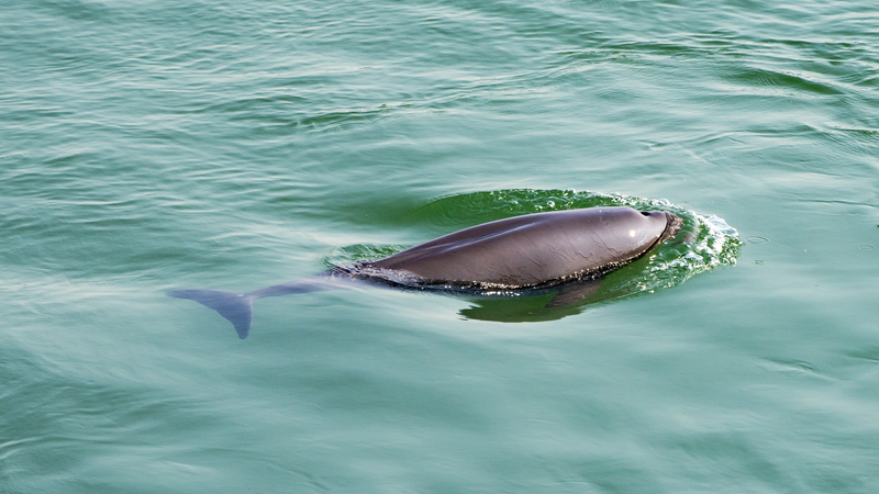 Yangtze River’s Aquatic Life Rebounds After 10-Year Fishing Ban 🐟🌊