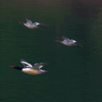 5SQRZB4Z2XFZ36PHY80A - 🌍NewspaperAmigo – Your Global News Buddy 🗞️ Rare Chinese Merganser Chicks Hatch in Jilin's Wild Haven 🌱🦆 video poster