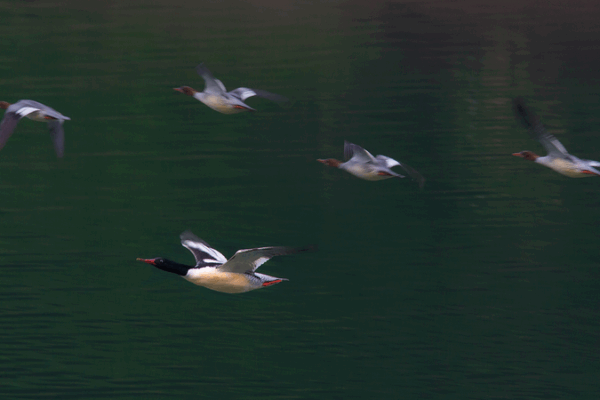 Rare Chinese Merganser Chicks Hatch in Jilin’s Wild Haven 🌱🦆 Rare Chinese Merganser Chicks Hatch in Jilin's Wild Haven 🌱🦆 video poster