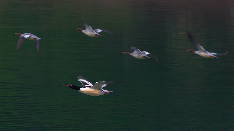 5SQRZB4Z2XFZ36PHY80A - 🌍NewspaperAmigo – Your Global News Buddy 🗞️ Rare Chinese Merganser Chicks Hatch in Jilin's Wild Haven 🌱🦆 video poster