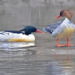 6BCLJ90RBBXD7LAEVXZ6 - 🌍NewspaperAmigo – Your Global News Buddy 🗞️ Rare Chinese Merganser Chicks Hatch in Northeast China 🌱🐣 video poster
