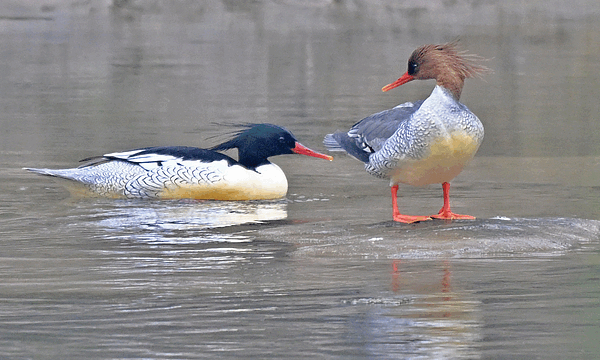 Rare Chinese Merganser Chicks Hatch in Northeast China 🌱🐣 Rare Chinese Merganser Chicks Hatch in Northeast China 🌱🐣 video poster