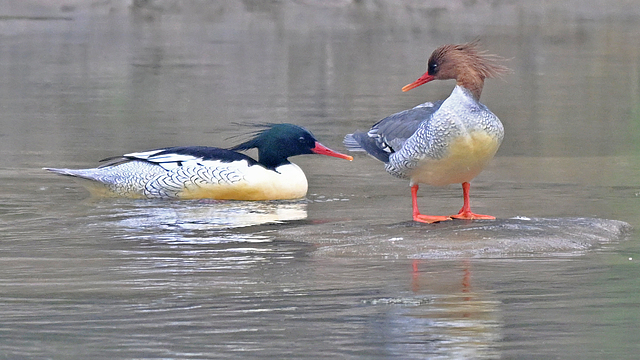 6BCLJ90RBBXD7LAEVXZ6 - 🌍NewspaperAmigo – Your Global News Buddy 🗞️ Rare Chinese Merganser Chicks Hatch in Northeast China 🌱🐣 video poster