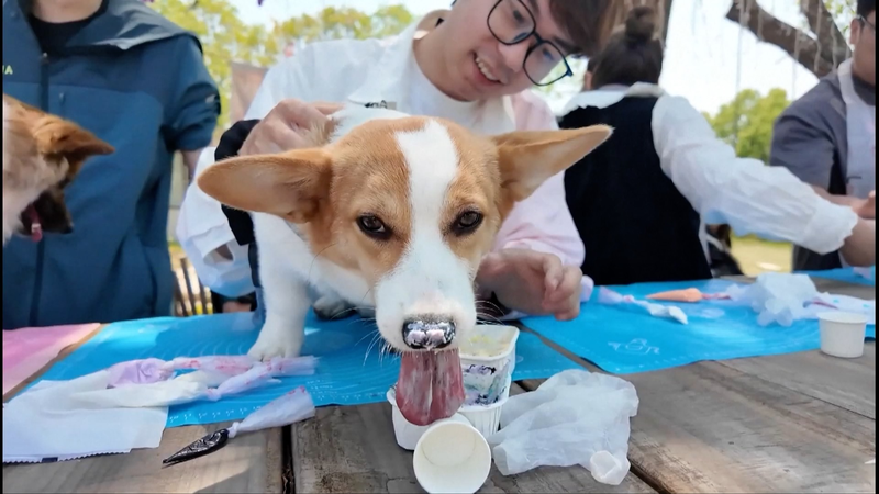 Wuxi Rolls Out Pet-Friendly Buses & Parks as Pet Economy Booms 🐾 Wuxi Rolls Out Pet-Friendly Buses & Parks as Pet Economy Booms 🐾 video poster
