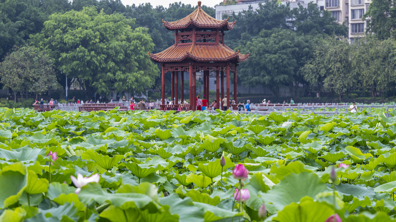 Wuzhou’s Lotus Bloom: Summer Serenity in Full Swing 🌸✨ Wuzhou's Lotus Bloom: Summer Serenity in Full Swing 🌸✨